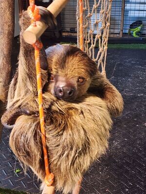 ADD-ON: Sloth/Anteater Experience with Primate Palooza Purchase Only (11/12, 3:15 PM or 4:00 PM)
