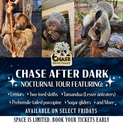 Chase After Dark- Nocturnal Tour