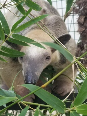 ADD-ON: Sloth/Anteater Experience with Earth Day Purchase Only (4/21, 2:00 PM or 3:30 PM)