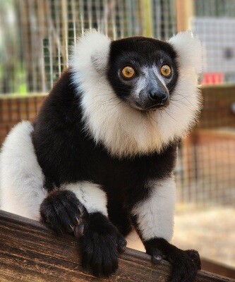ADD-ON: Lemur Interaction with Earth Day Purchase Only (4/21, 2:45 PM or 4:15 PM)
