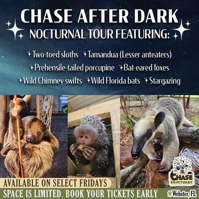 Chase After Dark- Nocturnal Tour