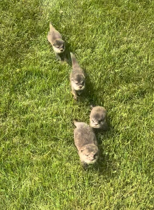 Add On-Otter Socialization