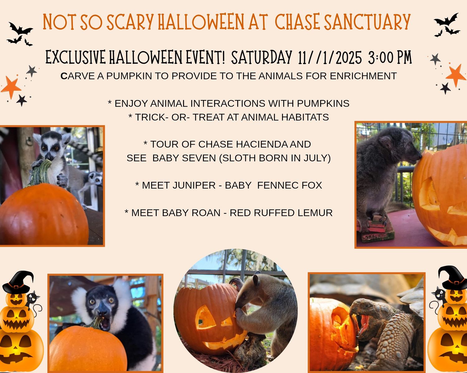 Spooktacular Halloween at Chase Sanctuary
