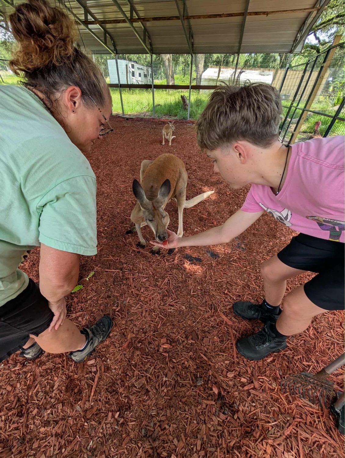 ADD-ON: Kangaroo And Wallaby