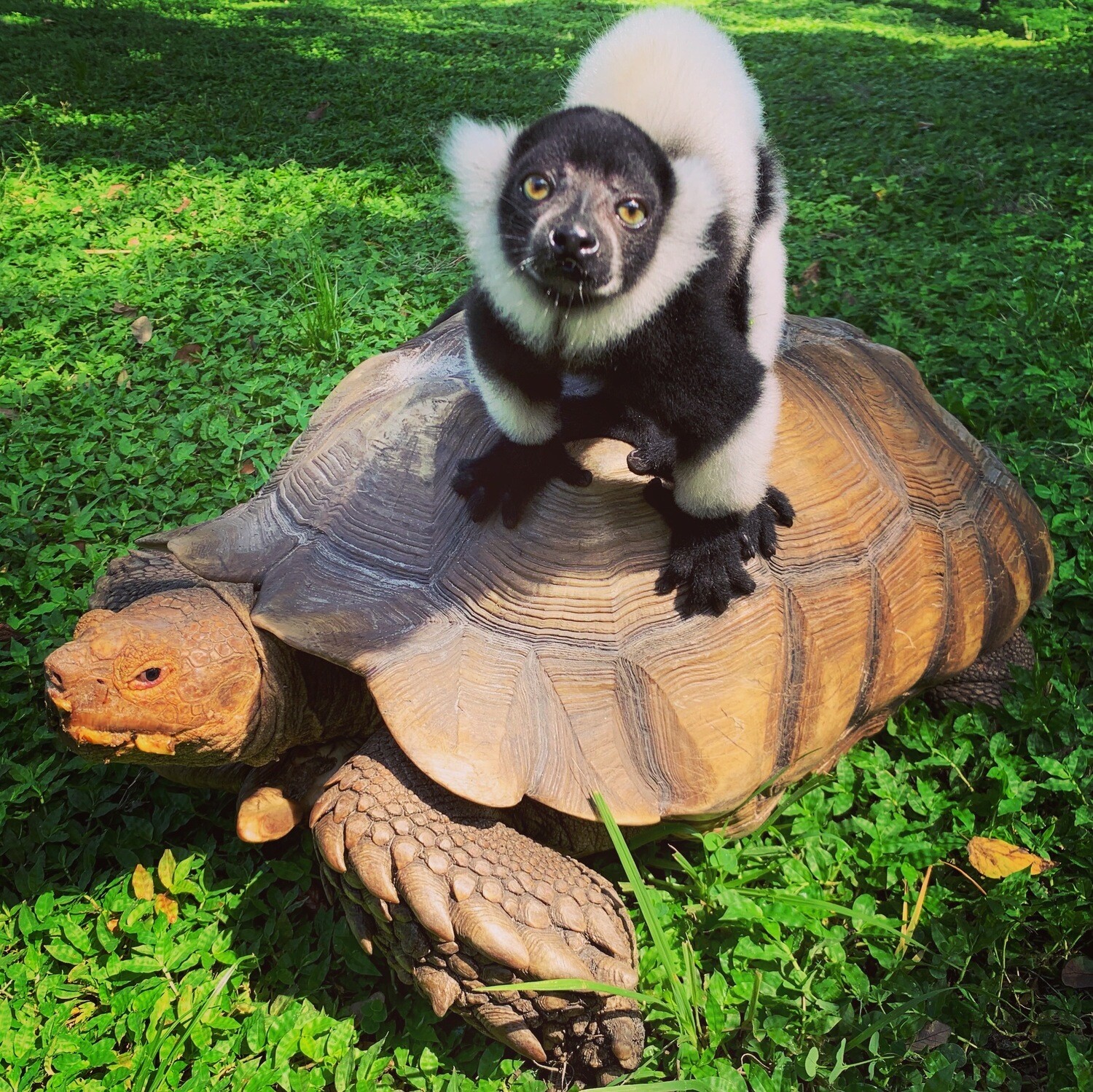 Lemur And Friends Interactive Private Tour Tuesdays, Fridays and Sundays, 11 AM