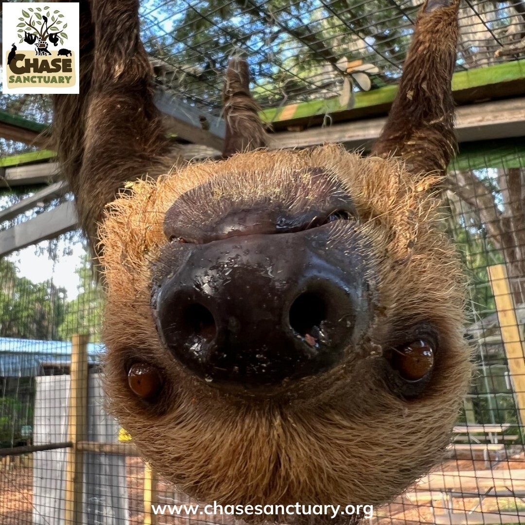 ADD-ON: Sloth/Anteater Experience