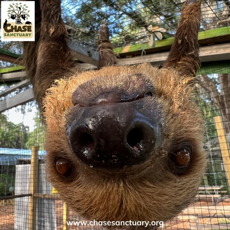 ADD-ON: Sloth/Anteater Experience