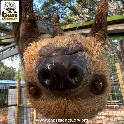 ADD-ON: Sloth/Anteater Experience