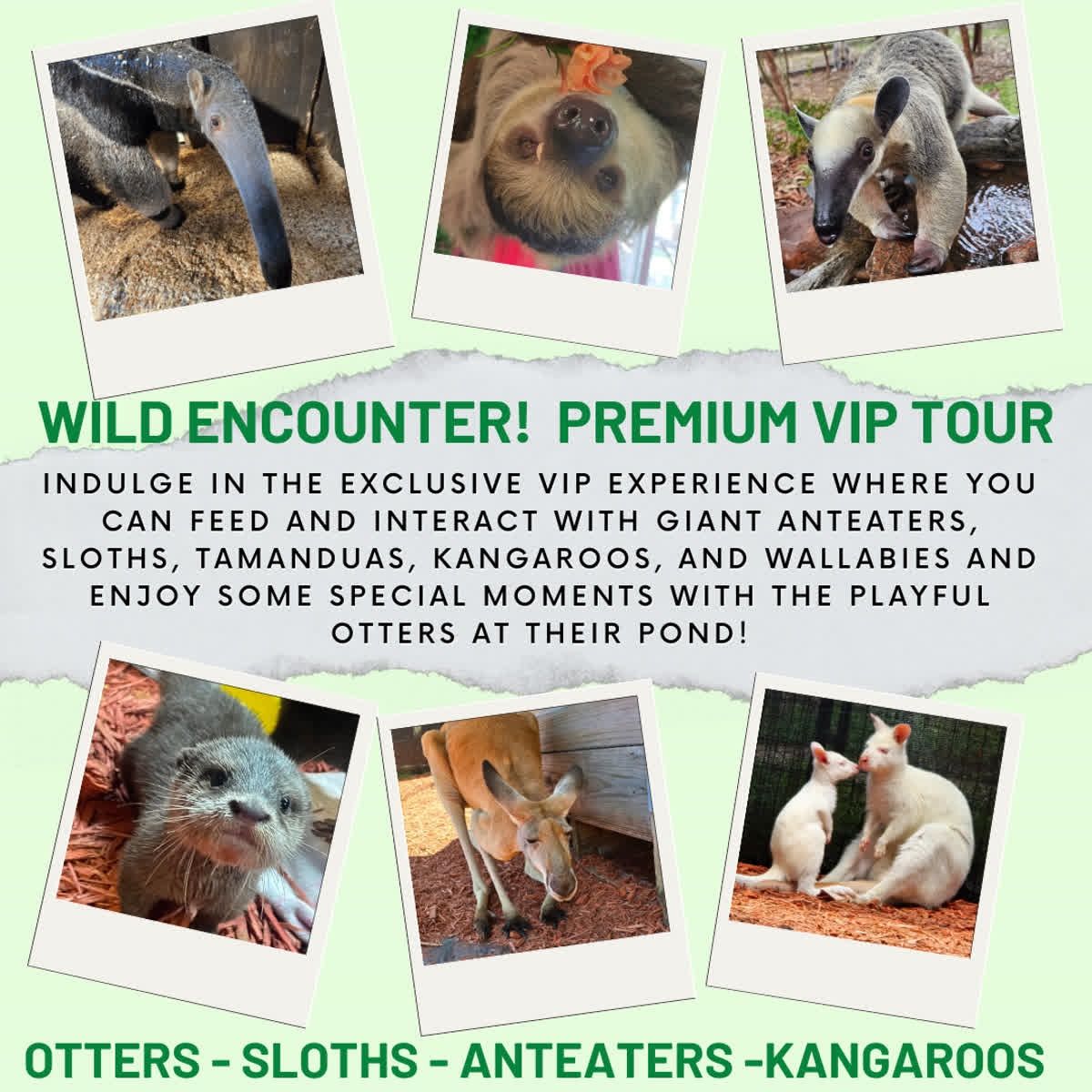 The Ultimate VIP Experience at Chase Sanctuary!