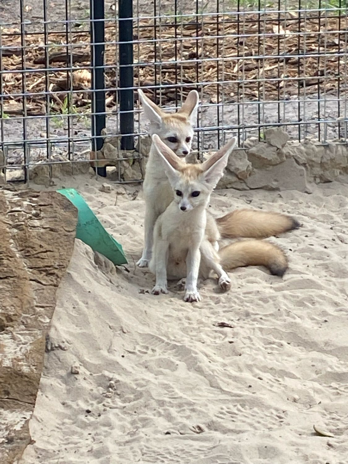 ADD-ON: Fennec Fox
