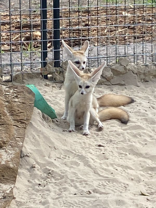 ADD-ON: Fennec Fox