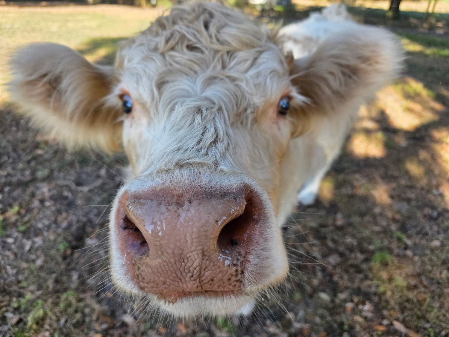 Mini Cows And Mini Tour