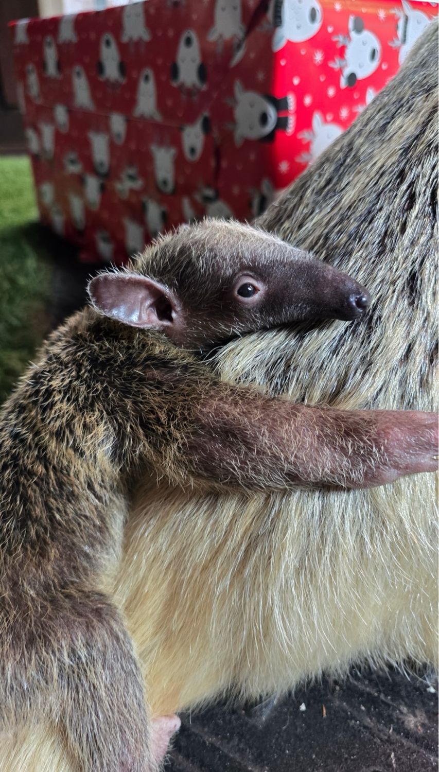 Sponsor Baby Ophelia Tamandua (Opal’s Baby)
