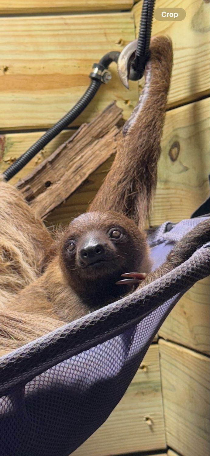 Sponsorship- Baby Sarah Solstice