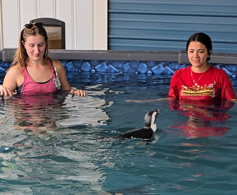 Penguin swim