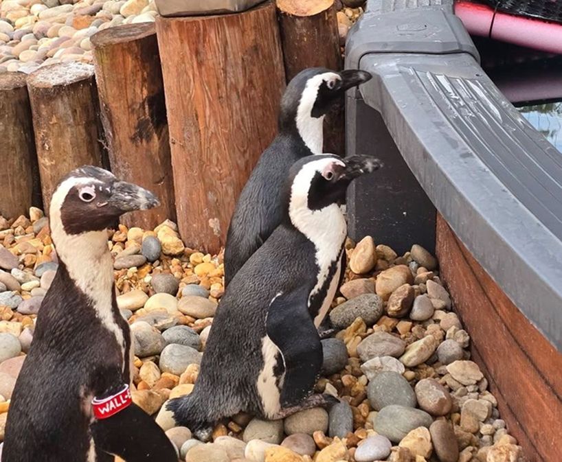 Penguin Encounter