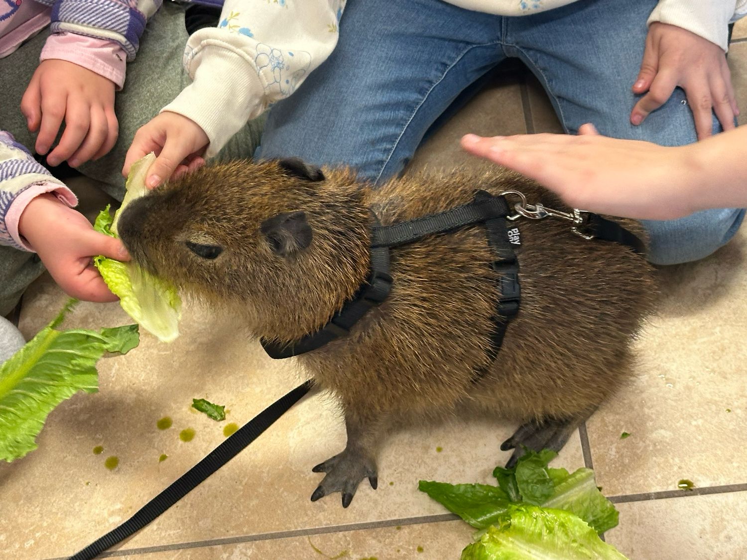 Capybara Encounter