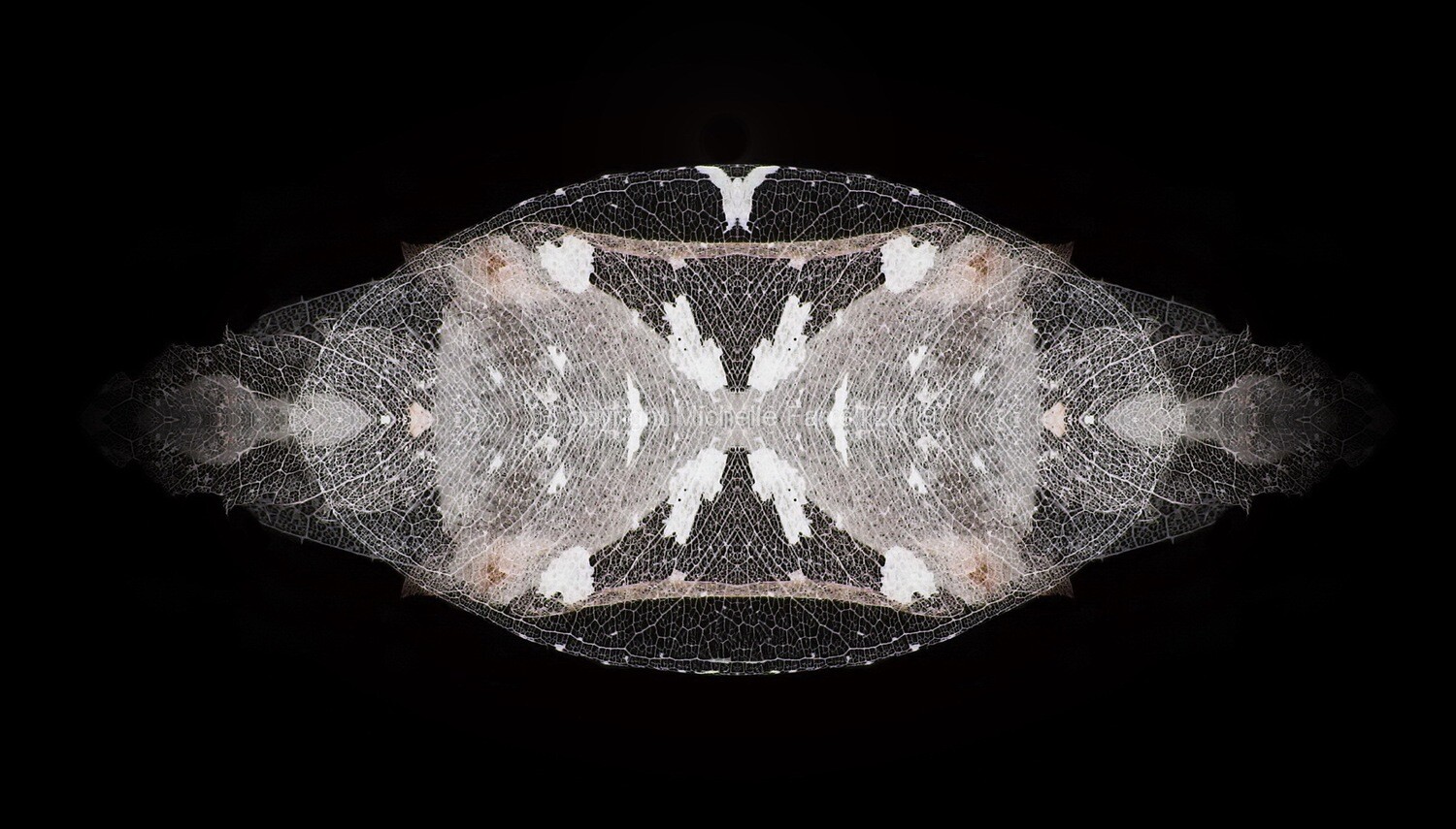 Lace of the Fae - 
 
Ltd Ed Art Print