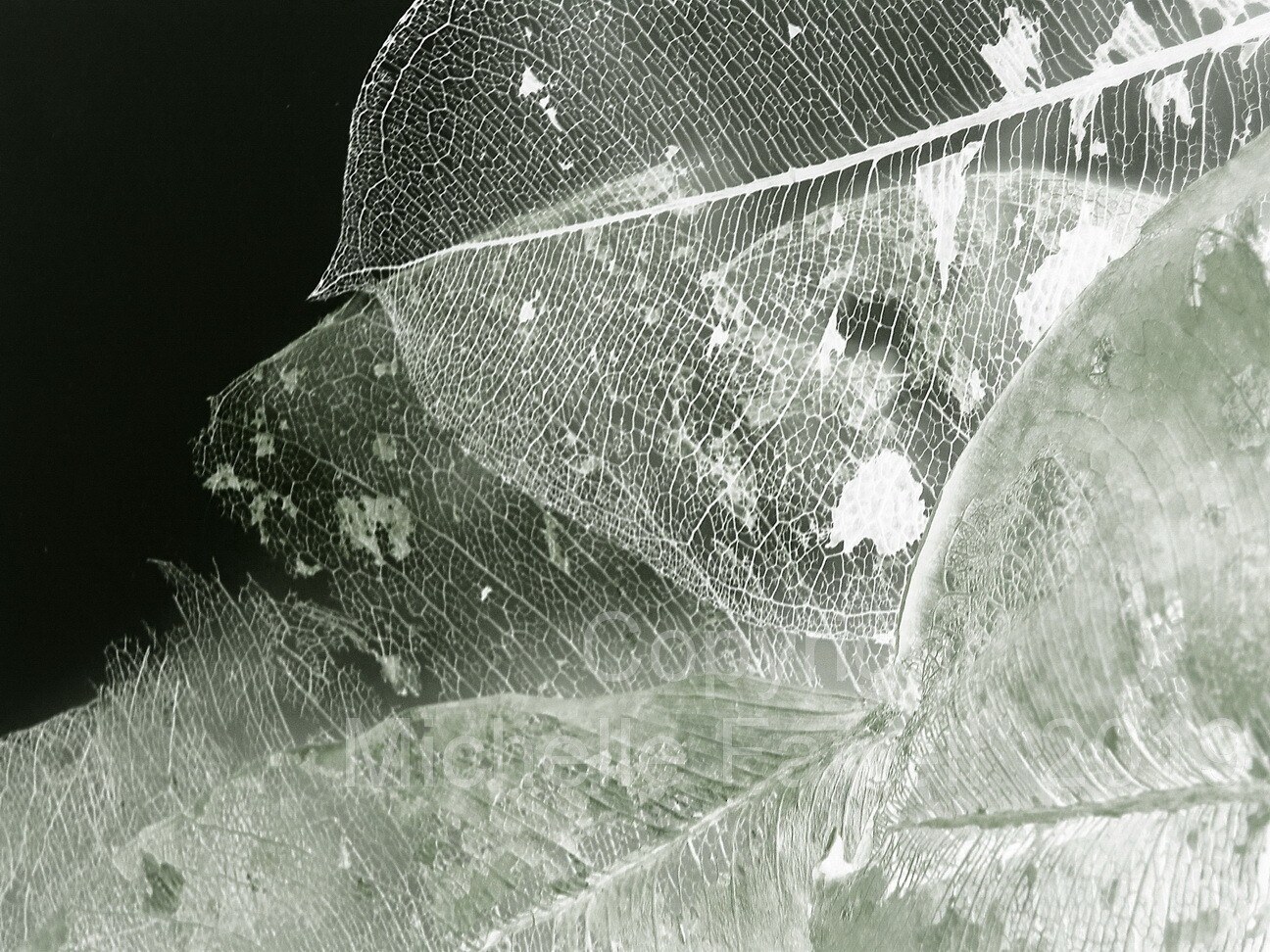 Art Print - Etheric Leaves - Ltd Ed