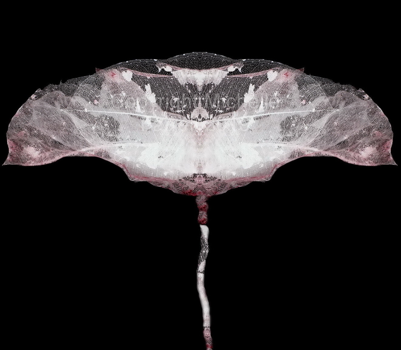 Celestial Flower - Art Print Ltd Edition