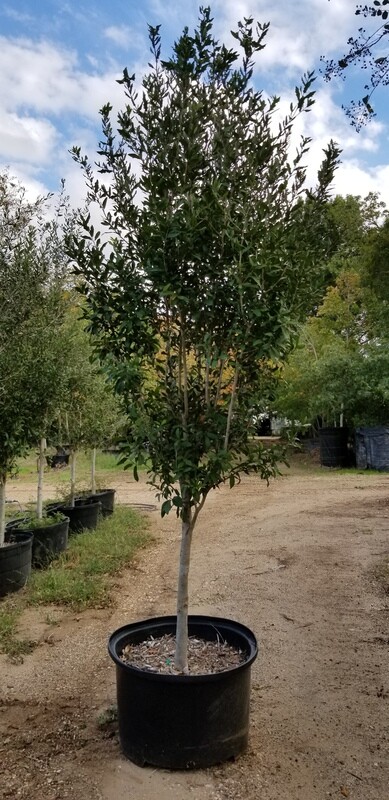 Quercus virginiana , 'Live Oak'
