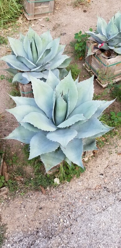 Agave isthmensis 'Dwarf Butterfly Agave"