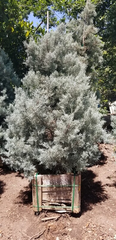Cupressus arizonic 'Arizona Cypress'