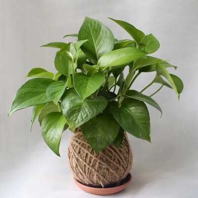 Epipremnum aureum (Money plant) Epipremnum aureum (Money plant)