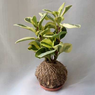 Peperomia obtusifolia variegated Peperomia obtusifolia variegated