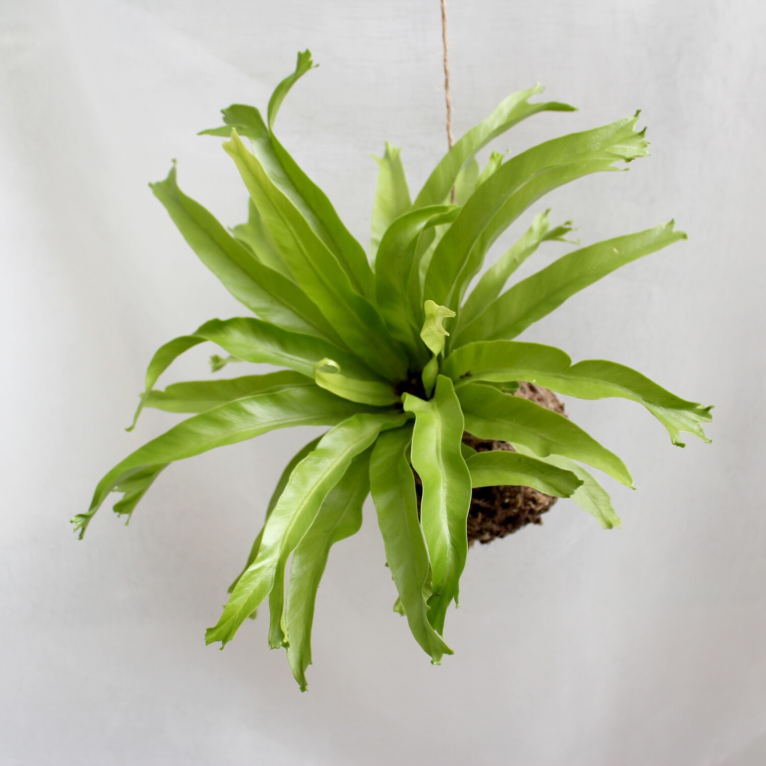 Asplenium sp (Bird's nest fern)