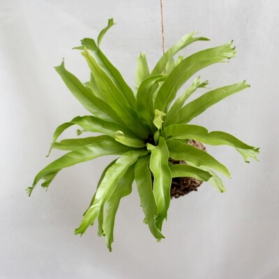 Asplenium sp (Bird's nest fern) Asplenium sp (Bird's nest fern)