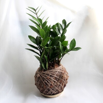 Zamioculcas Zamiifolia (Fortune Tree) Zamioculcas Zamiifolia (Fortune Tree)