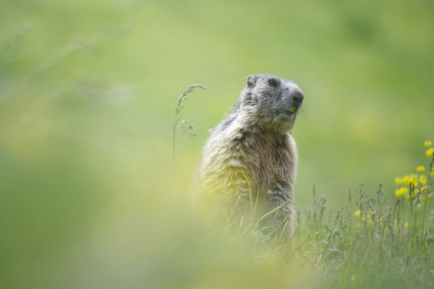 40 x 60 Wildlife Fine Art Print | Curious Marmot |