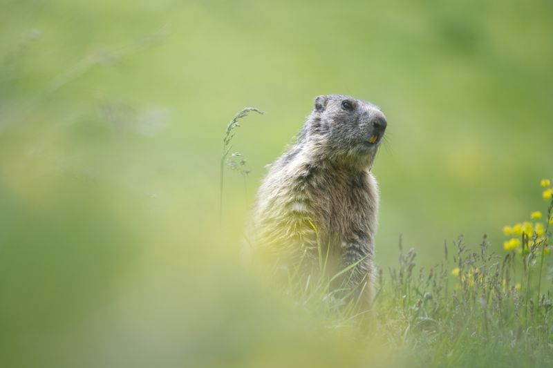 40 x 60 Wildlife Fine Art Print | Curious Marmot |