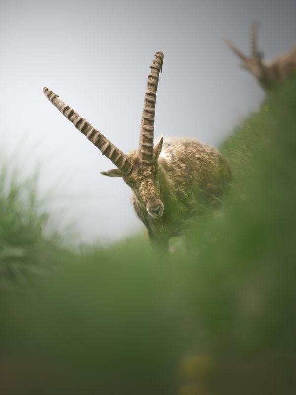40 x 60 Wildlife Fine Art Print | King of the Mountain|