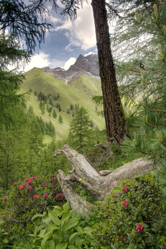 40 x 60 Landscape Fine Art Print | Swiss Wilderness |