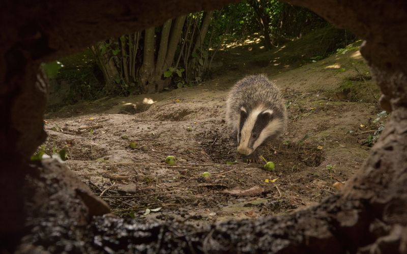 40 x 60 Wildlife Fine Art Print | Badgercub returning to the Den |