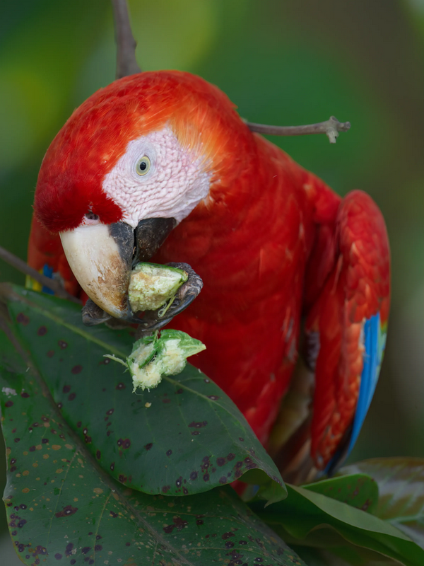 60 x 40 Wildlife Fine Art Print | Scarlet Macaw |