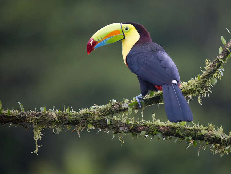 60 x 45 Wildlife Fine Art Print | Toucan |