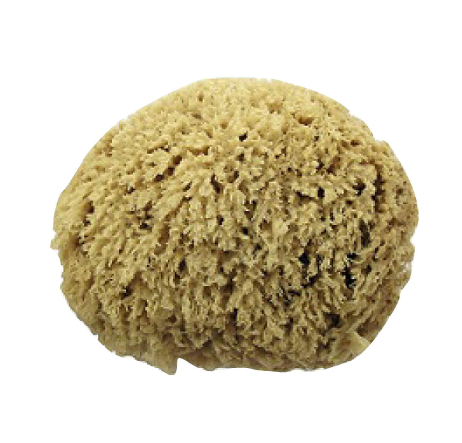 ESPONJA NATURAL