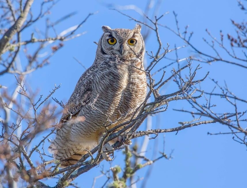 Bubo