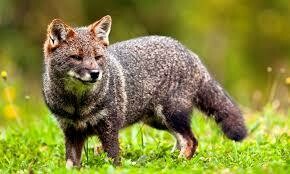 Darwin Fox