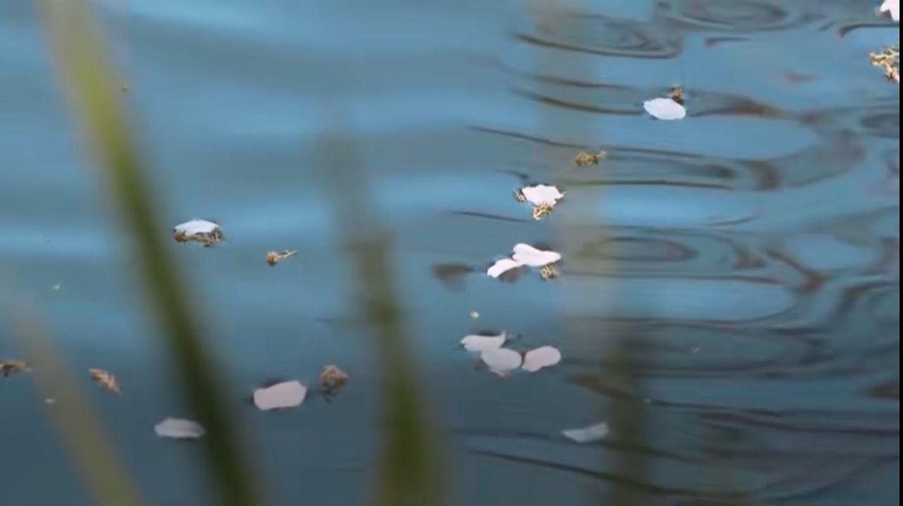 Ripple