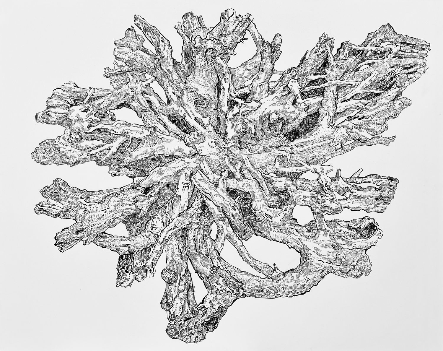 Tree Root #07