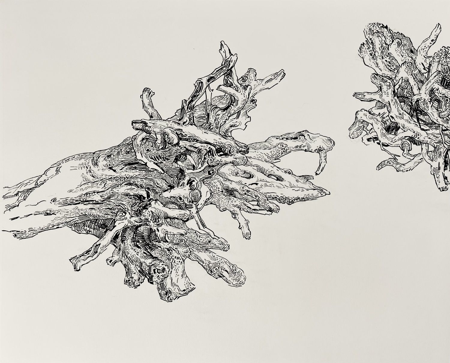 Tree Root #02