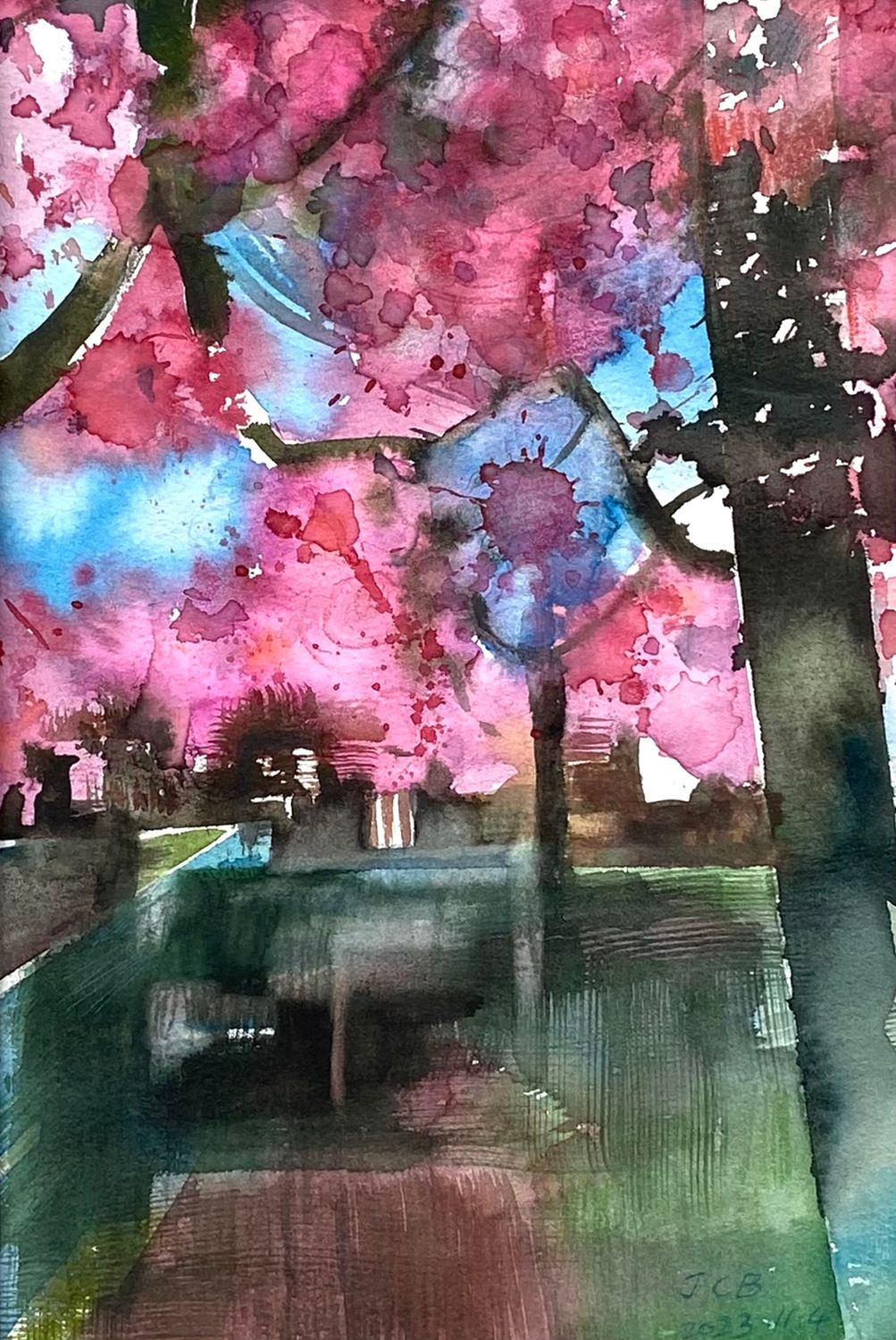 Cherry Blossom 樱花