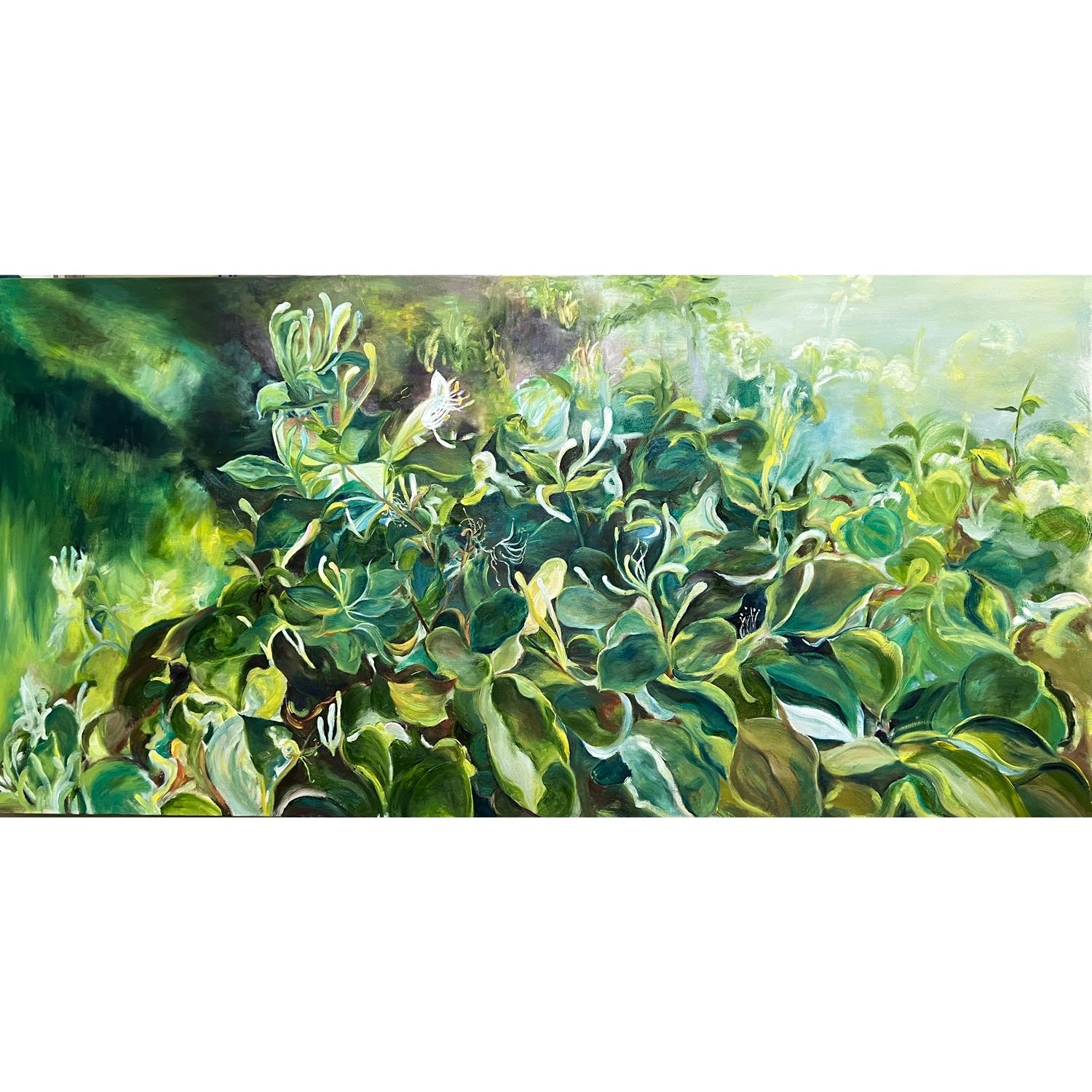 Honeysuckle 金银花