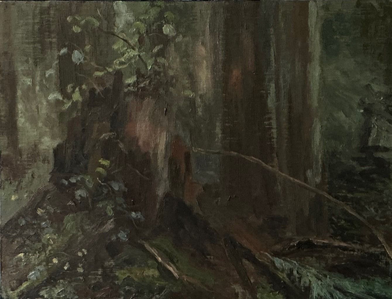 Stump, Forest interior