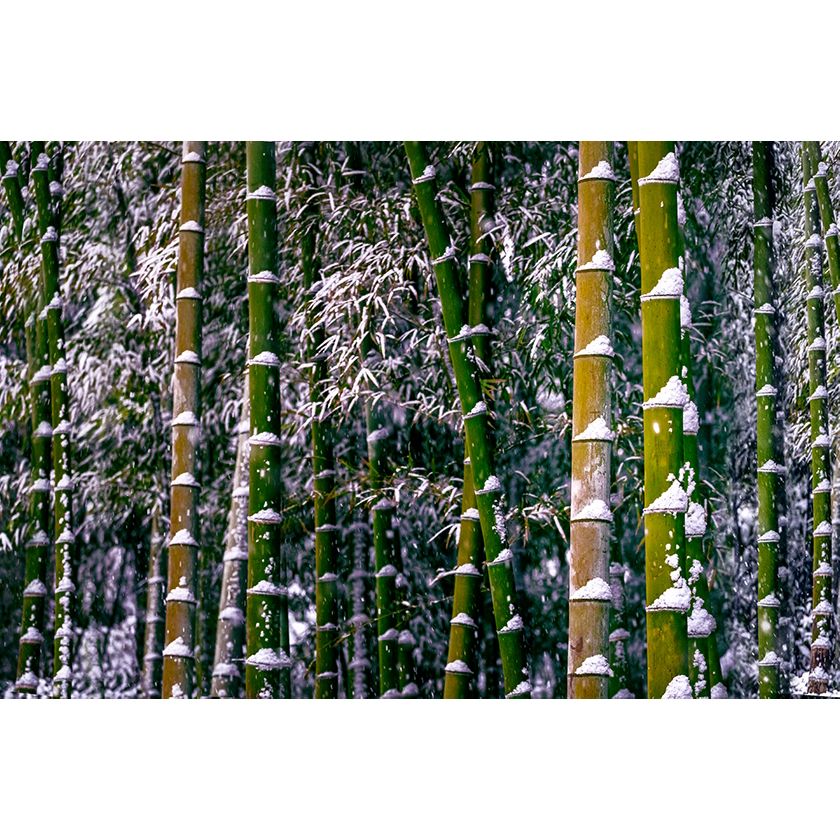 White Snow and Green Bamboo 白雪映绿竹