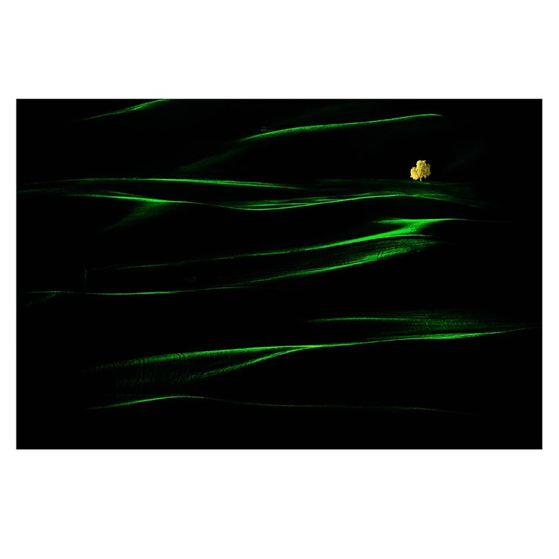 Green Embrace Golden 绿色拥抱金色